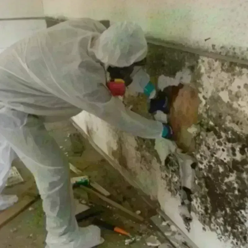 Mold Remediation and Removal in Berry, AL